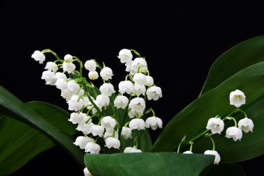 Lily-of-the-valley clipart