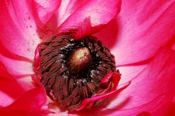 红花 — 图库照片