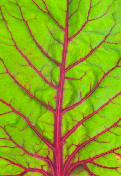 stock image Green leaf background