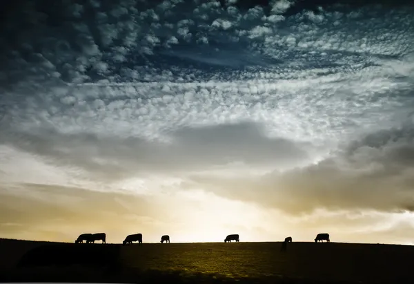 Herd of cows against dramatic sunset — Stock Photo, Image