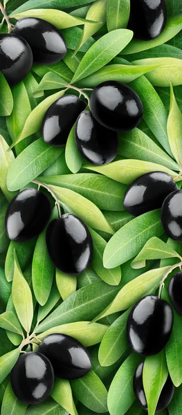 Mustat oliivit — kuvapankkivalokuva