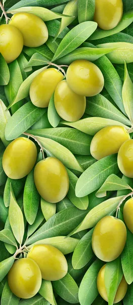 Olive verdi — Foto Stock