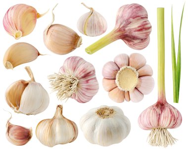 Garlic clipart