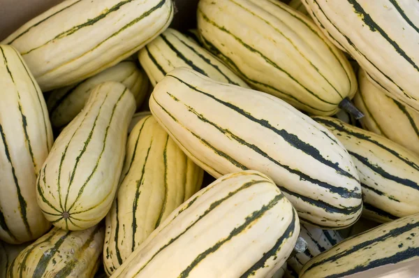 stock image Squash