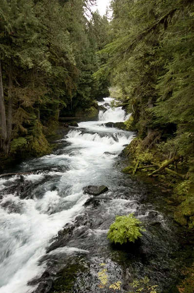 Rivière McKenzie, Oregon — Photo