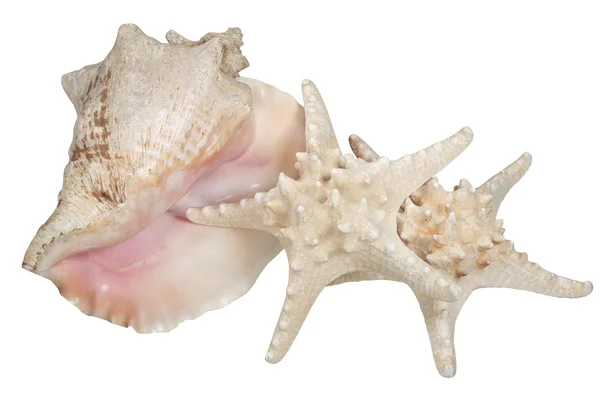Sea cockleshell and starfish — Stock Photo, Image