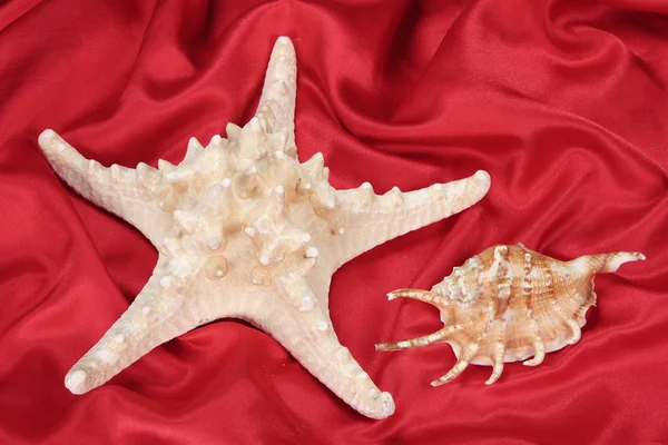 Estrella de mar y concha marina — Foto de Stock