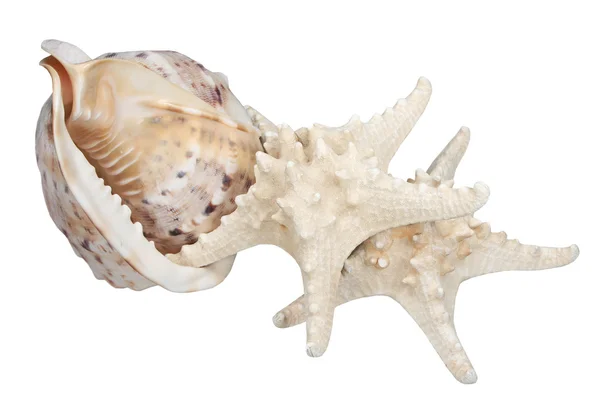Deniz cockleshell ve deniz yıldızı — Stok fotoğraf