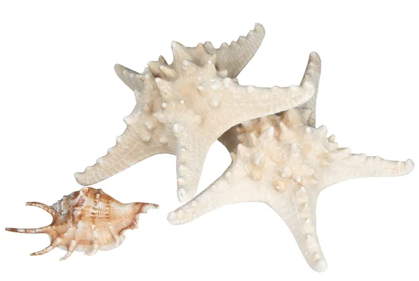Cockleshell mar e estrela do mar — Fotografia de Stock
