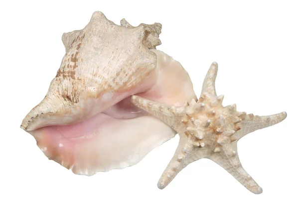 Deniz cockleshell ve deniz yıldızı — Stok fotoğraf