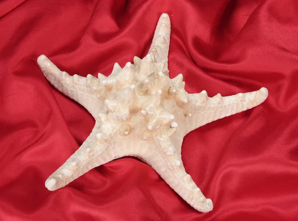 Stock image Starfish