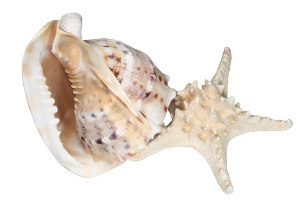 海ザルガイの殻とヒトデ — ストック写真