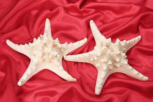 stock image Two starfishes