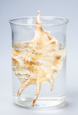 Seashell in glass with water