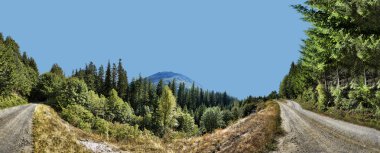 ormanda Panorama iki toprak yollar