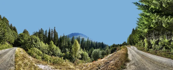 stock image Two Dirt Roads in the Woods Panorama