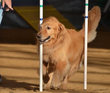 Golden retriever köpek çeviklik deneme