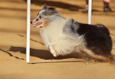 Shetland koyun (sığınak) bir köpek çeviklik duruşmada