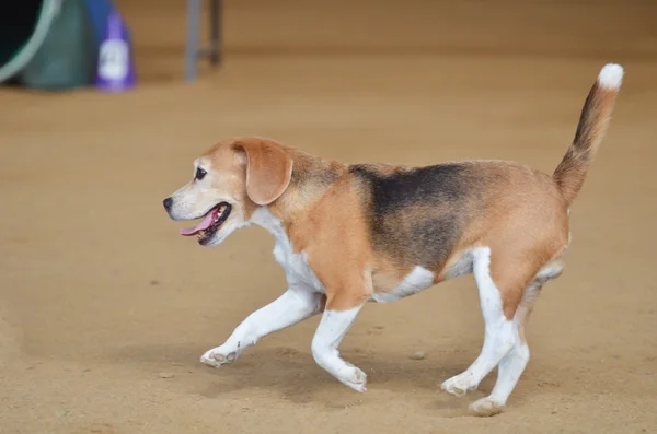 Beagle op een proef hondbehendigheid — Stockfoto