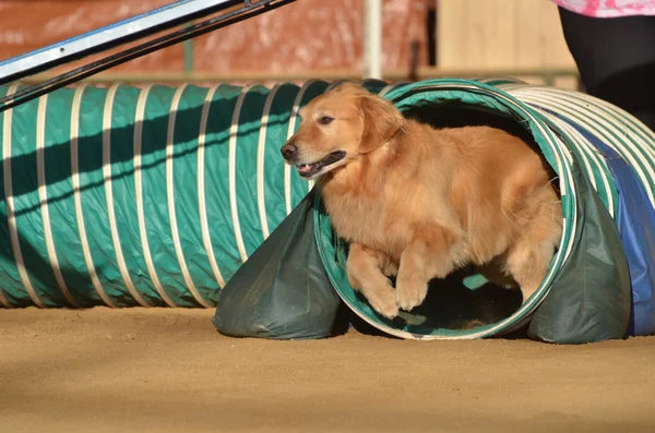 Złoty pies myśliwski w pies zwinność próbny — Zdjęcie stockowe