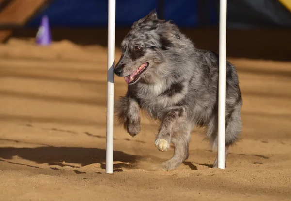 Australian Shepherd (Aussie) en una prueba de agilidad para perros —  Fotos de Stock