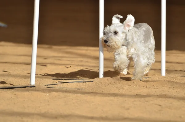 Schnauzer miniature lors d'un essai d'agilité pour chien — Photo