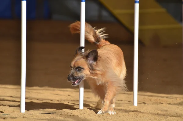 Owczarek pirenejski w pies zwinność próbny — Zdjęcie stockowe