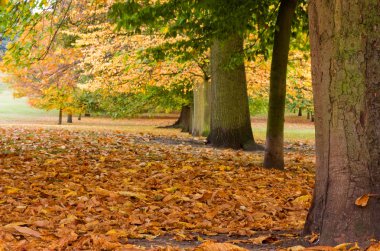 Greenwich park, Londra.