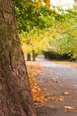 Greenwich park, Londra.