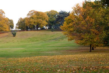 Greenwich park, Londra.