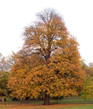 Ekim sonunda Greenwich Park 'ta bir ağaç..