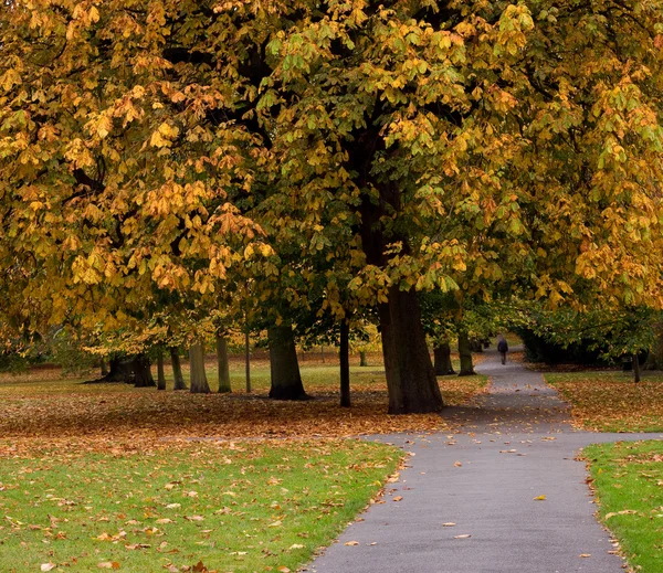 stock image Greenwich park, london.