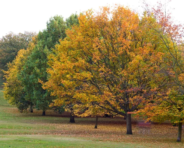 stock image Autumn park