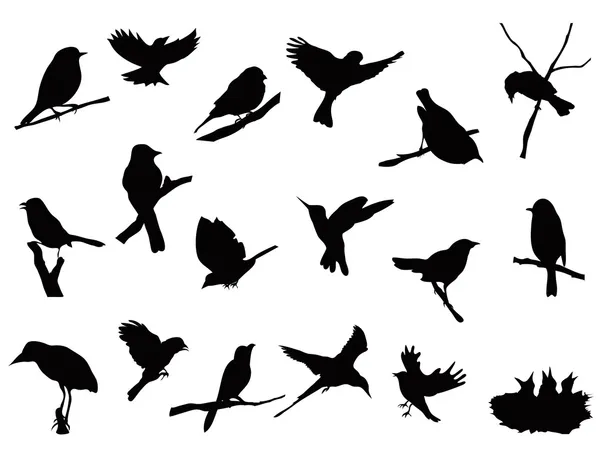 Kolekcja sylwetki ptaków — Wektor stockowy