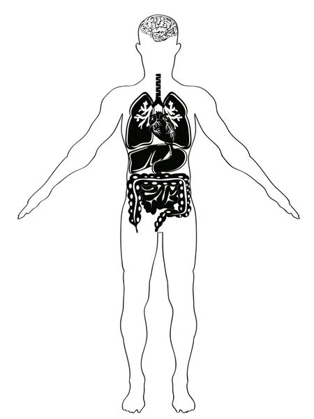 Emberi anatómia — Stock Vector