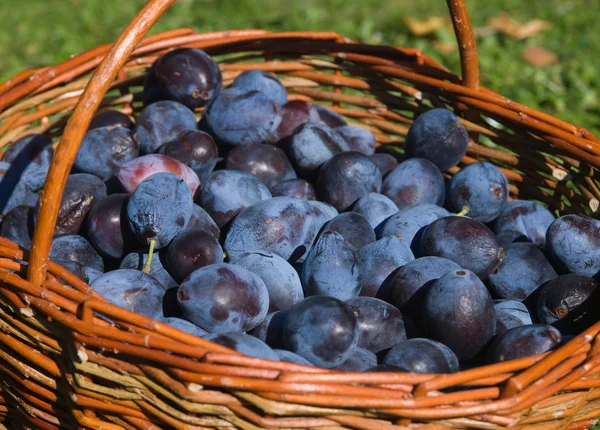 stock image Basket with plums