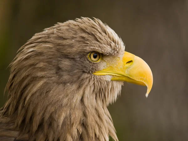 stock image White tailed eagle