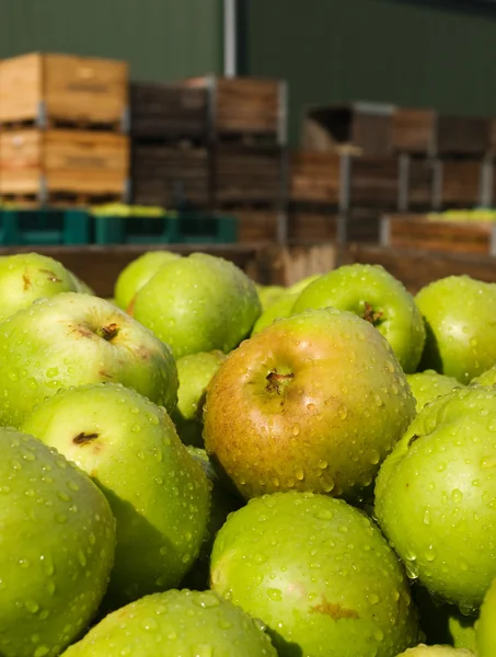 stock image Fresh Bramley apples