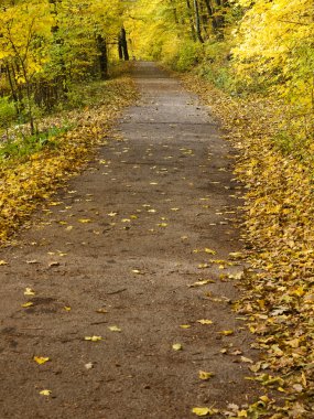 renkli sonbahar yol