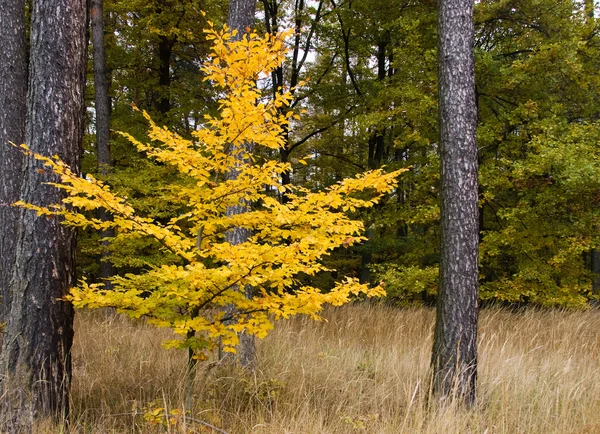 Kolorowe jesienne drzewo bukowe — Zdjęcie stockowe