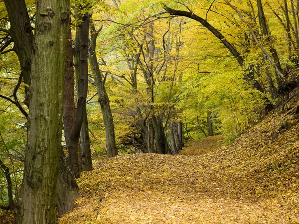 Barevné podzimní lesní cesta — Stock fotografie