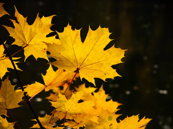 Kleurrijke herfst esdoorn — Stockfoto