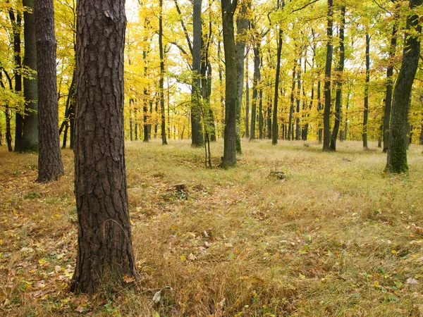 Jesienny Las — Zdjęcie stockowe