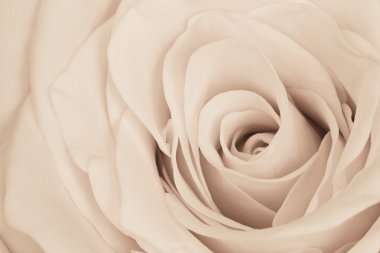 White rose close up clipart