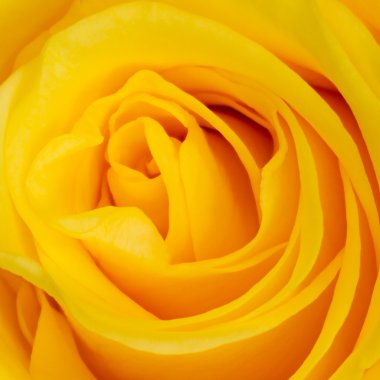 Yellow rose clipart