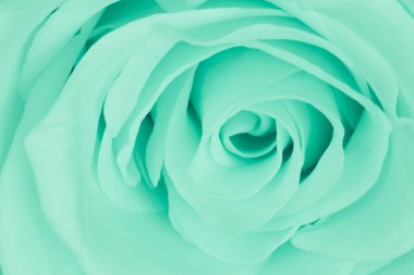 Green rose close up clipart