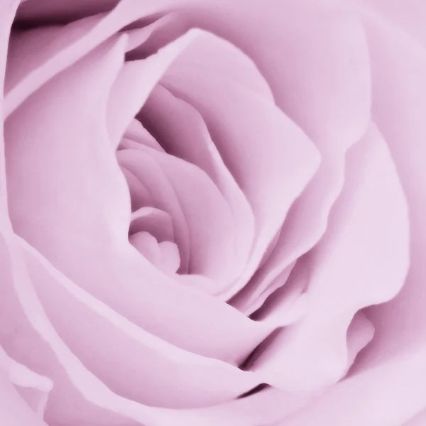 Violet rose close up — Stock Photo, Image