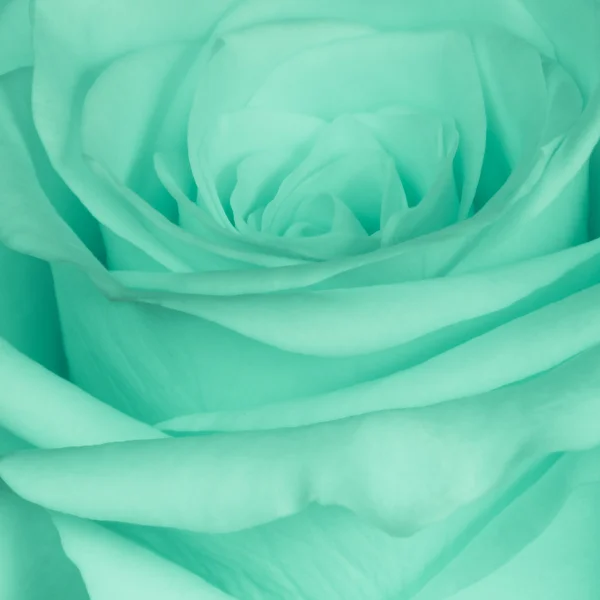 stock image Green rose close up