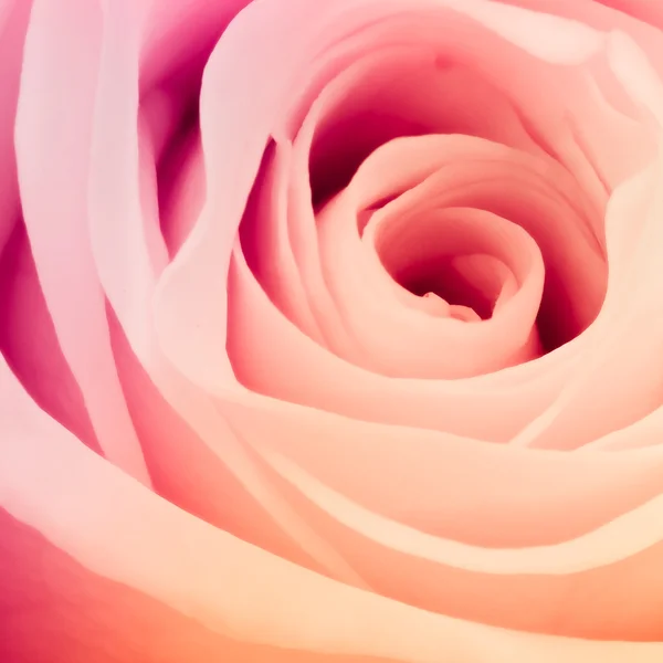 多色玫瑰 — 图库照片