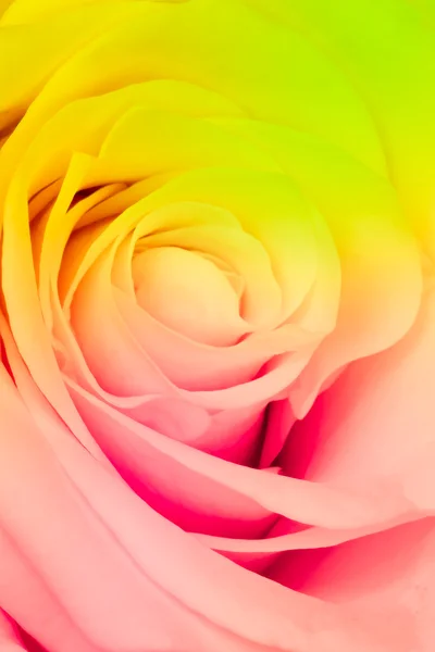 stock image Multicolor rose